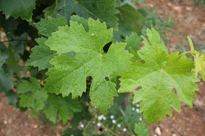 Leave vineyard Charente