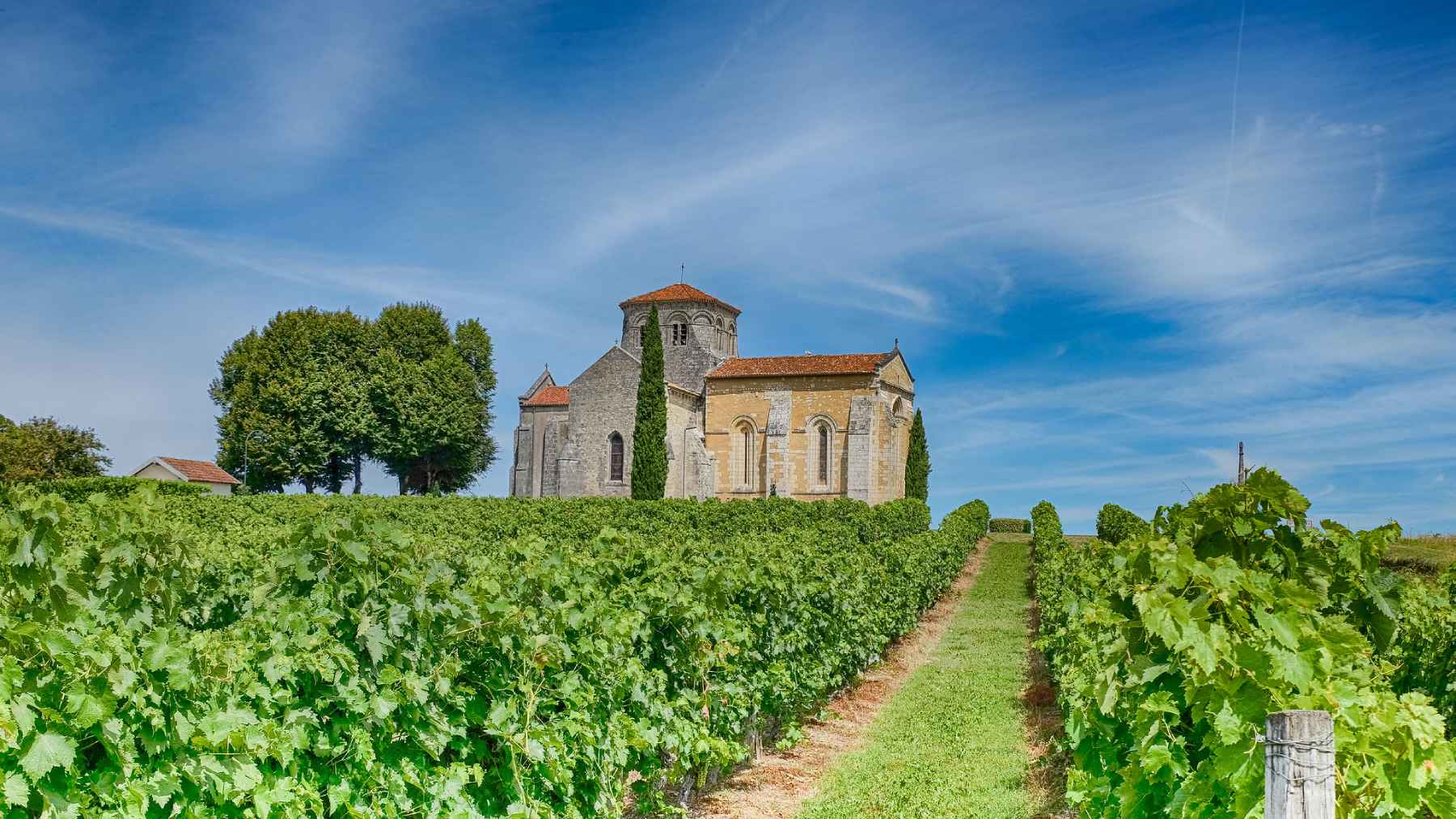Chateau in the middle of vineyards