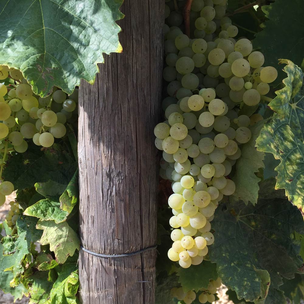 grapes hanging on vineyards