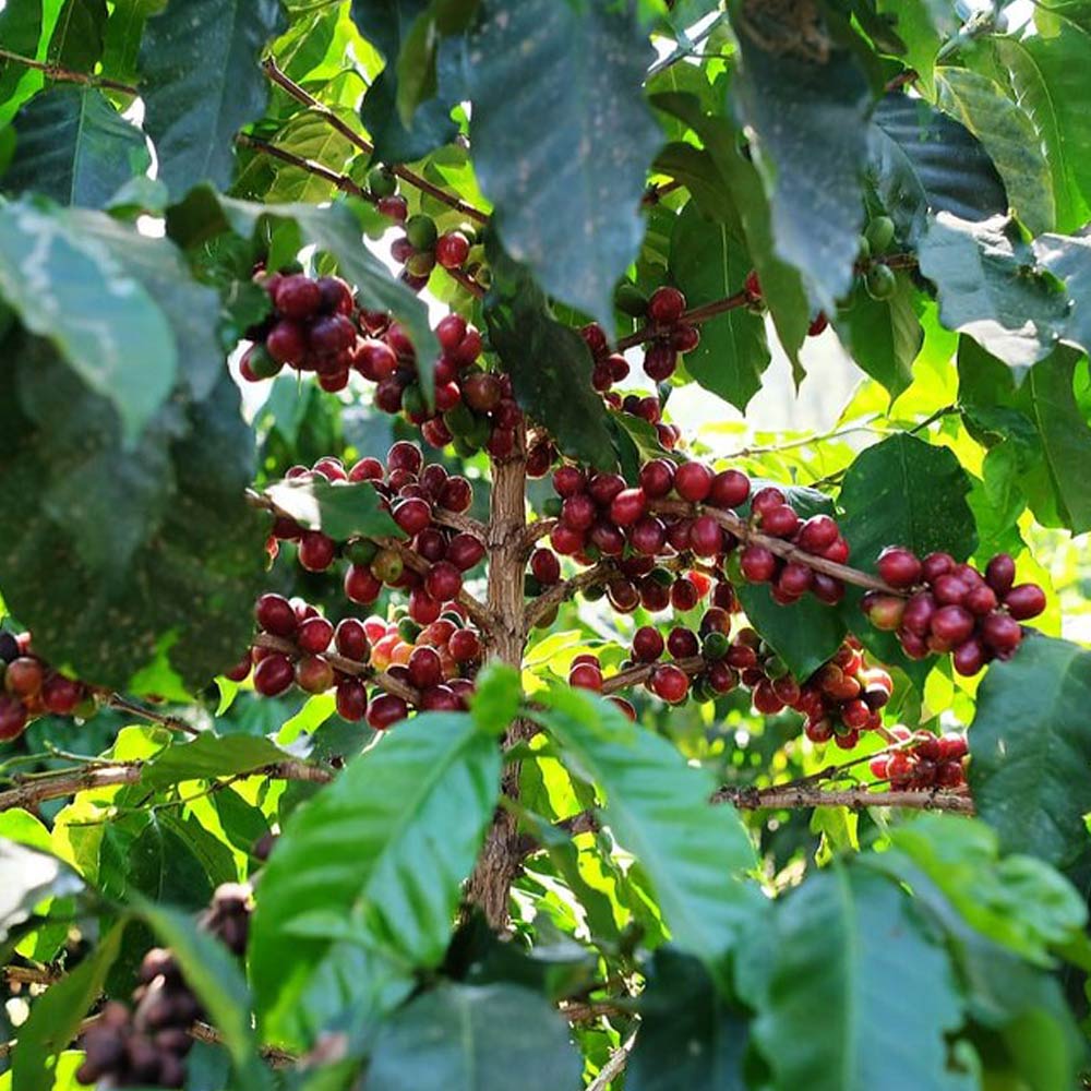 red coffee beans on tree