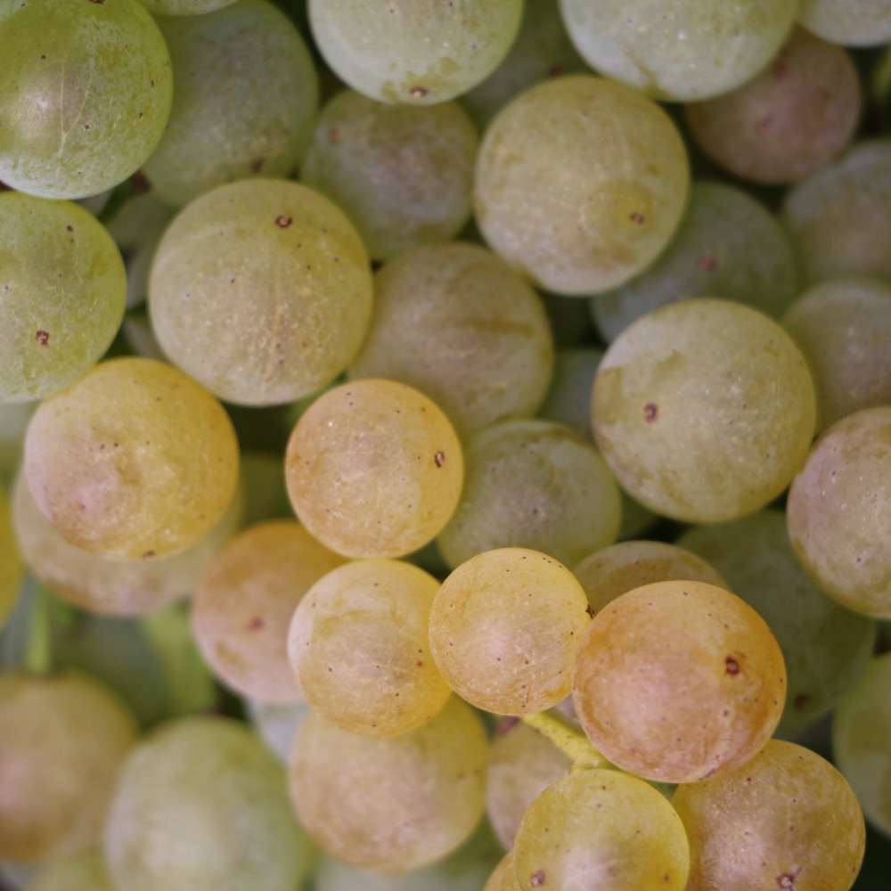 Close up Grapes